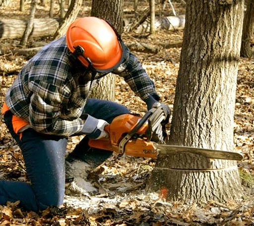 Tree Removal in Elkhorn, WV